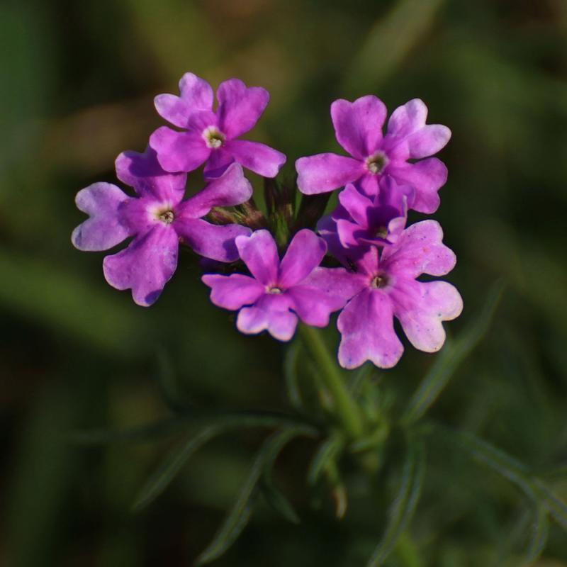 细叶美女樱的繁殖方法，细叶美女樱的扦插方法-第2张图片-优品飞百科