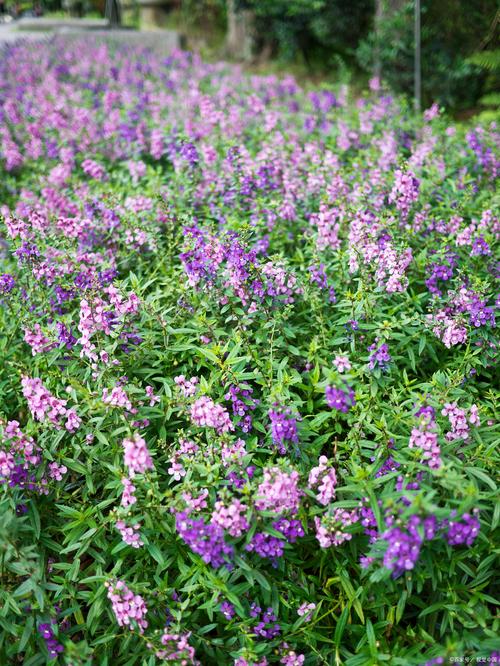 细叶美女樱的繁殖方法，细叶美女樱的扦插方法-第4张图片-优品飞百科