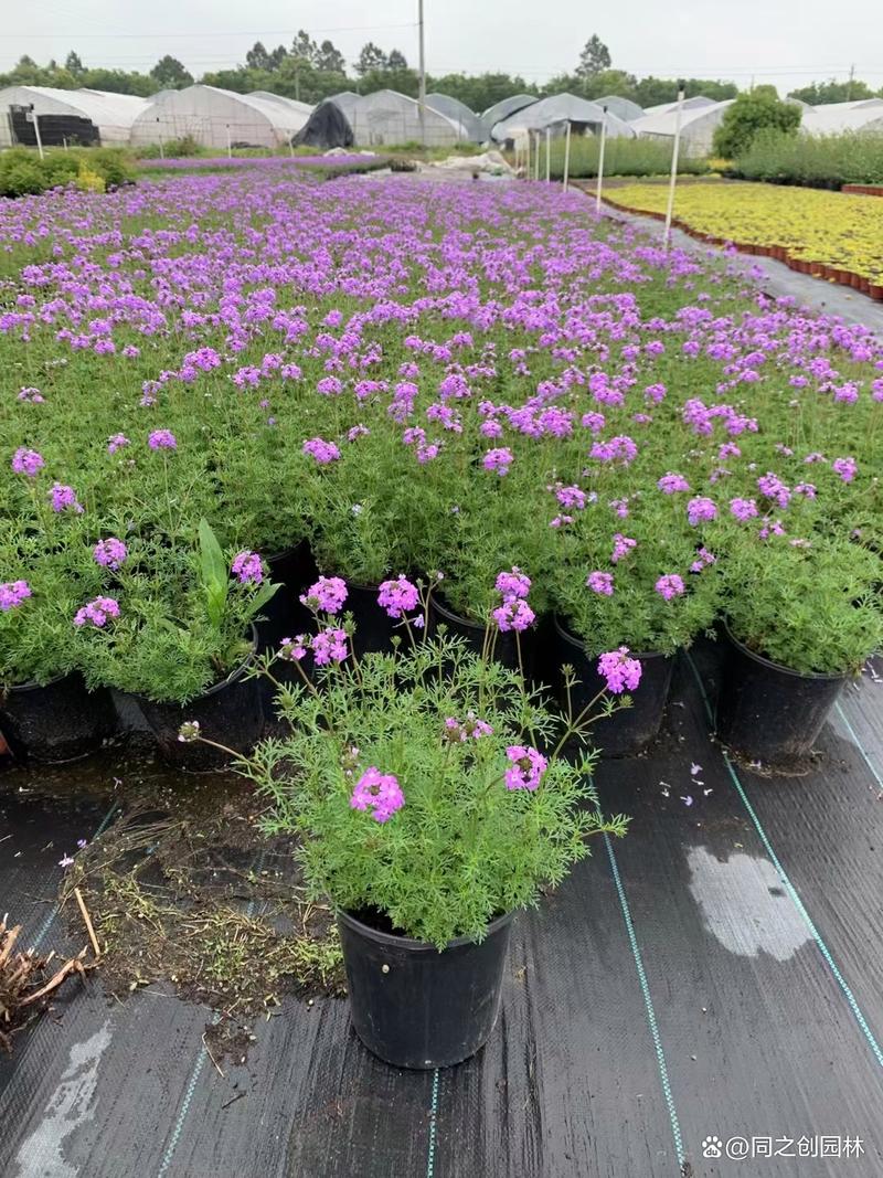 细叶美女樱的繁殖方法，细叶美女樱的扦插方法-第5张图片-优品飞百科