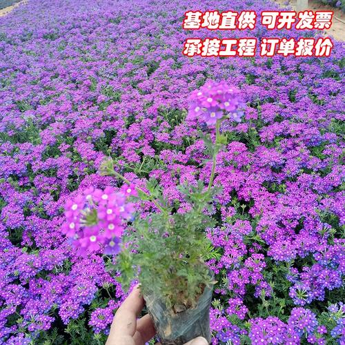 细叶美女樱的繁殖方法，细叶美女樱的扦插方法-第6张图片-优品飞百科