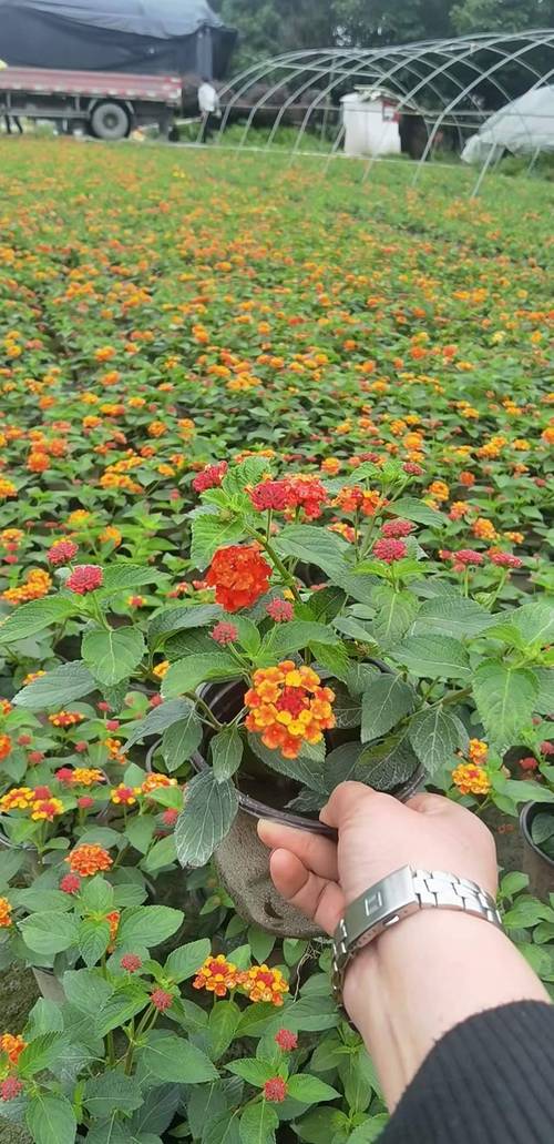 细叶美女樱的繁殖方法，细叶美女樱的扦插方法-第7张图片-优品飞百科