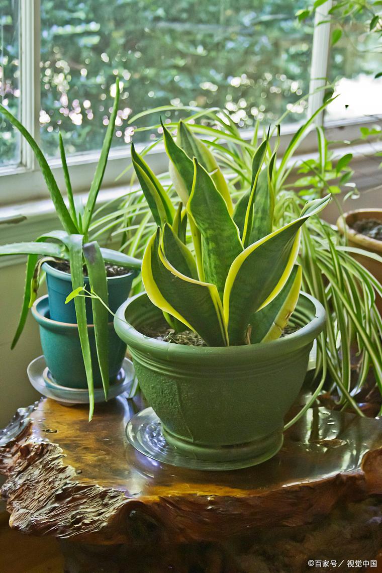 虎皮兰怎么养发芽多，虎皮兰怎么养长的快
