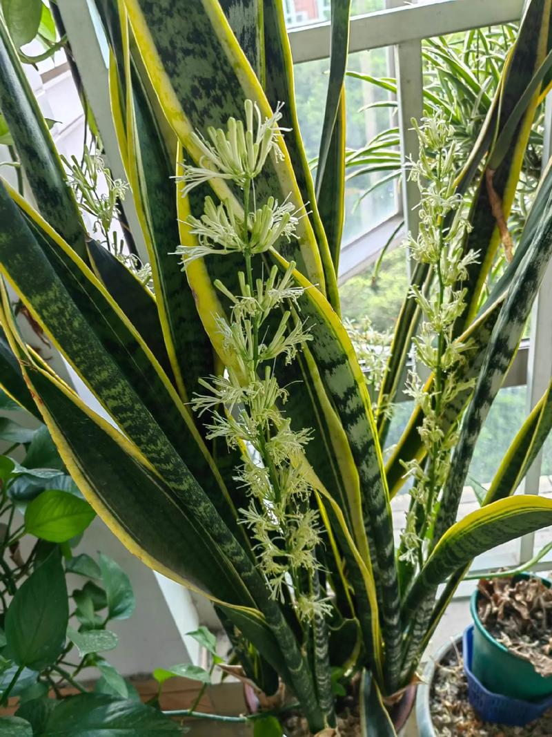 虎皮兰怎么养发芽多，虎皮兰怎么养长的快-第2张图片-优品飞百科