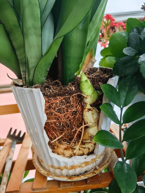 虎皮兰怎么养发芽多，虎皮兰怎么养长的快-第3张图片-优品飞百科