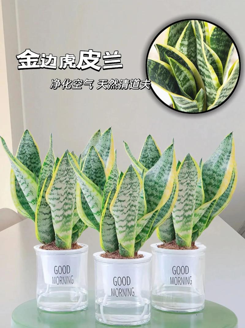 虎皮兰怎么养发芽多，虎皮兰怎么养长的快-第4张图片-优品飞百科