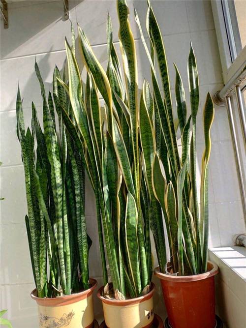 虎皮兰怎么养发芽多，虎皮兰怎么养长的快-第5张图片-优品飞百科