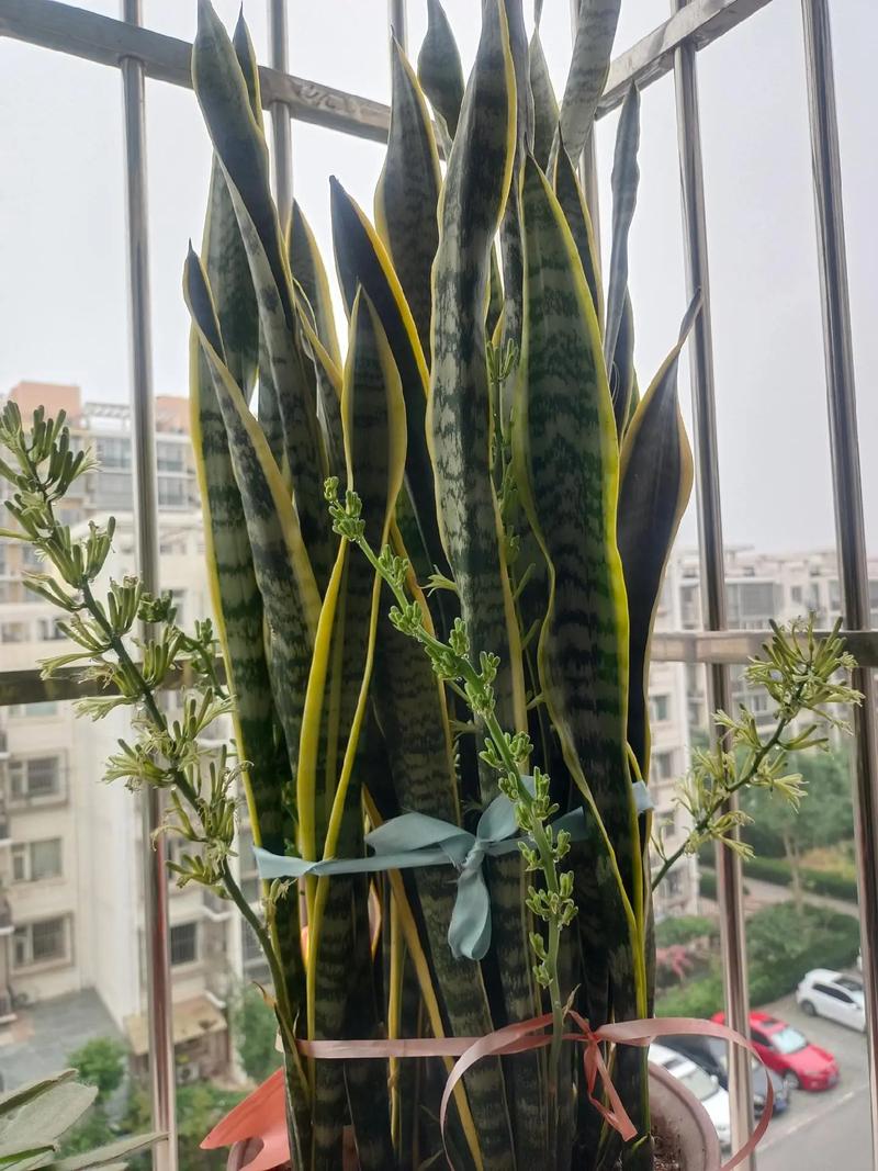 虎皮兰怎么养发芽多，虎皮兰怎么养长的快-第6张图片-优品飞百科