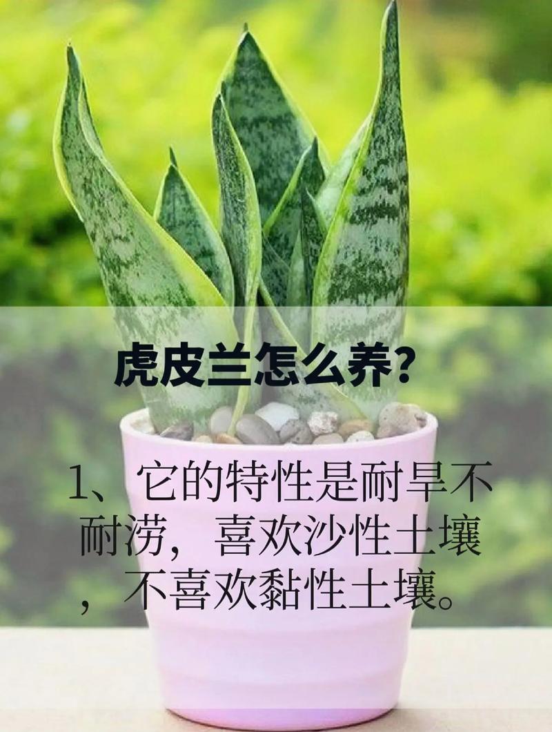 虎皮兰怎么养发芽多，虎皮兰怎么养长的快-第7张图片-优品飞百科