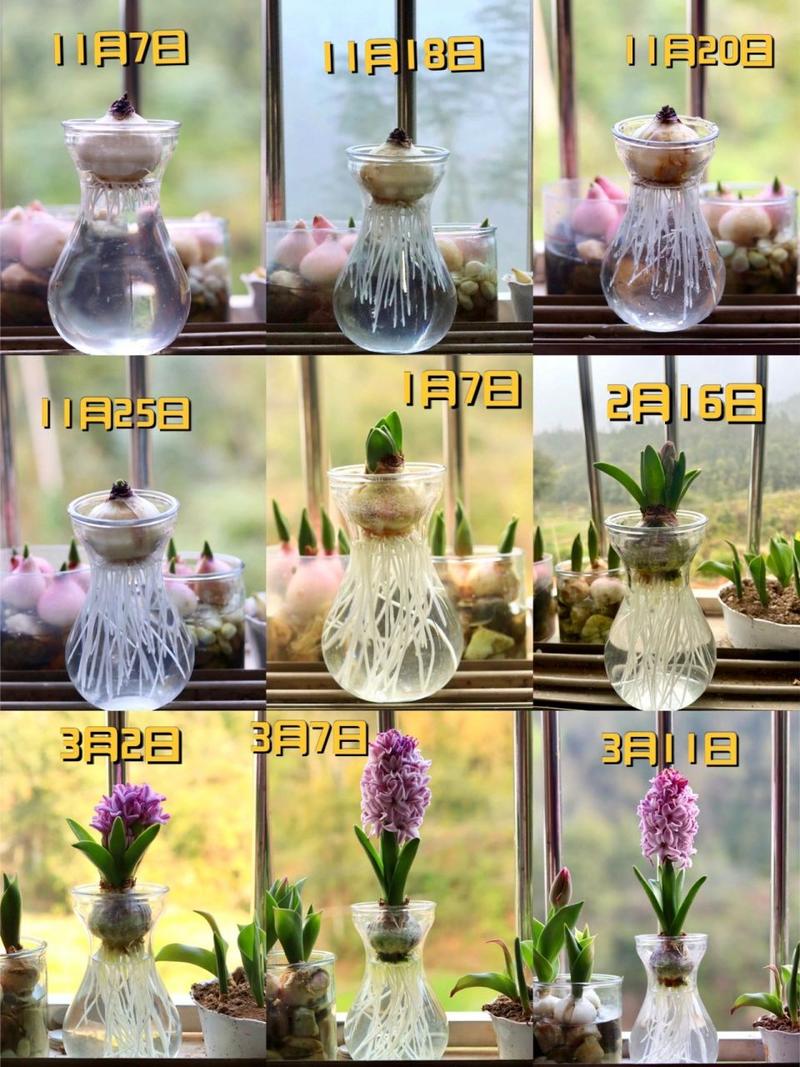 风信子几月水培比较好，水培植物风信子什么季节开花-第2张图片-优品飞百科