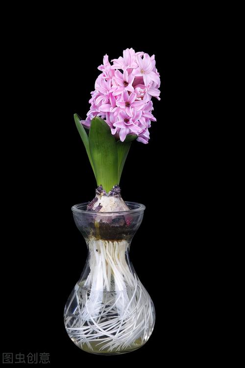 风信子几月水培比较好，水培植物风信子什么季节开花-第4张图片-优品飞百科