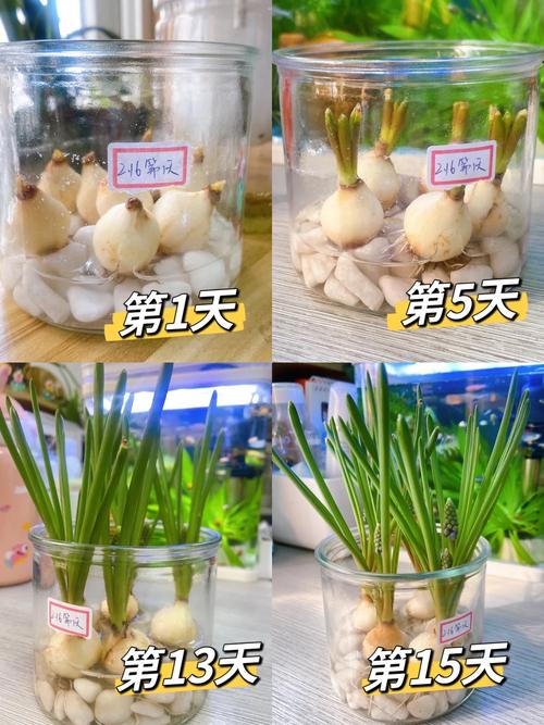 风信子几月水培比较好，水培植物风信子什么季节开花-第6张图片-优品飞百科