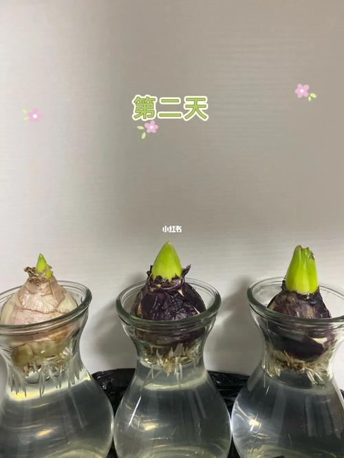 风信子几月水培比较好，水培植物风信子什么季节开花-第5张图片-优品飞百科