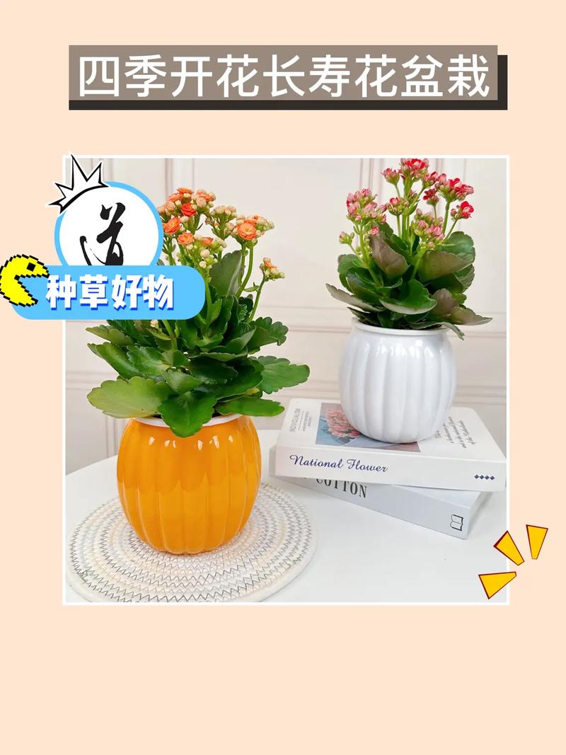 买的花盆又贵又难看，花盆怎么那么贵