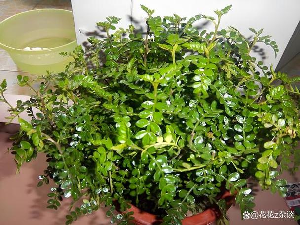 买的花盆又贵又难看,花盆怎么那么贵-第2张图片-优品飞百科 买的花盆又贵又难看,花盆怎么那么贵-第2张图片-优品飞百科