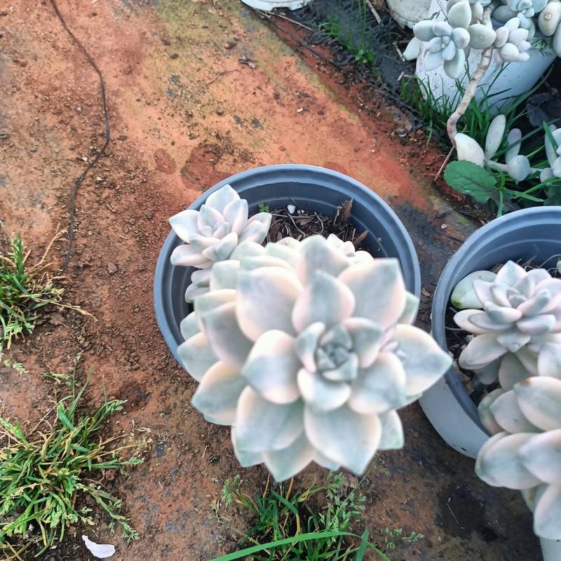 买的花盆又贵又难看,花盆怎么那么贵-第3张图片-优品飞百科 买的花盆又贵又难看,花盆怎么那么贵-第3张图片-优品飞百科