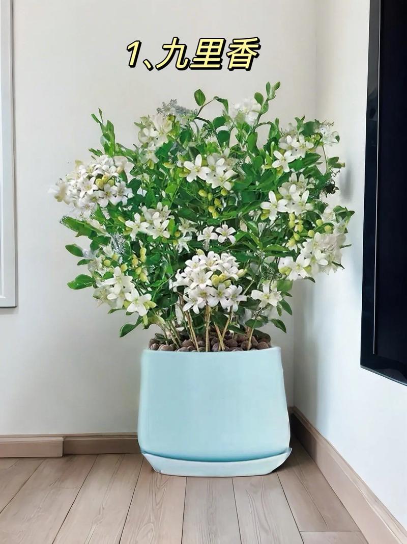 买的花盆又贵又难看,花盆怎么那么贵-第4张图片-优品飞百科 买的花盆又贵又难看,花盆怎么那么贵-第4张图片-优品飞百科