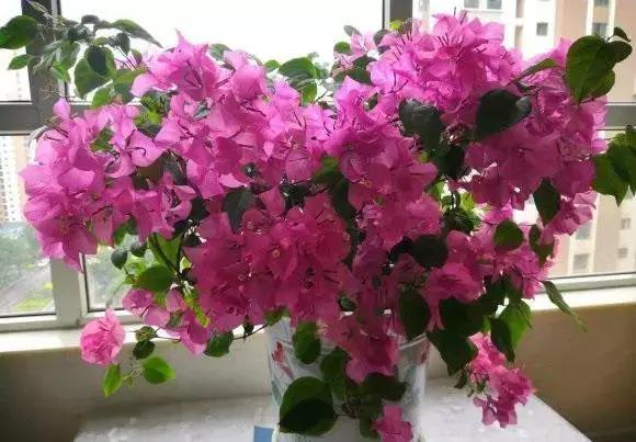 买的花盆又贵又难看,花盆怎么那么贵-第6张图片-优品飞百科 买的花盆又贵又难看,花盆怎么那么贵-第6张图片-优品飞百科