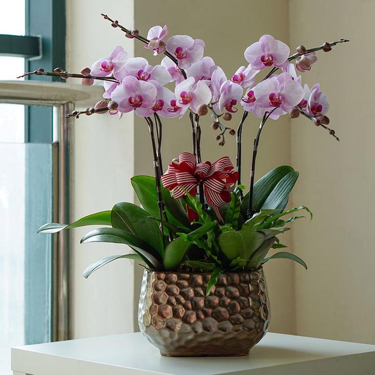 买的花盆又贵又难看,花盆怎么那么贵-第7张图片-优品飞百科 买的花盆又贵又难看,花盆怎么那么贵-第7张图片-优品飞百科