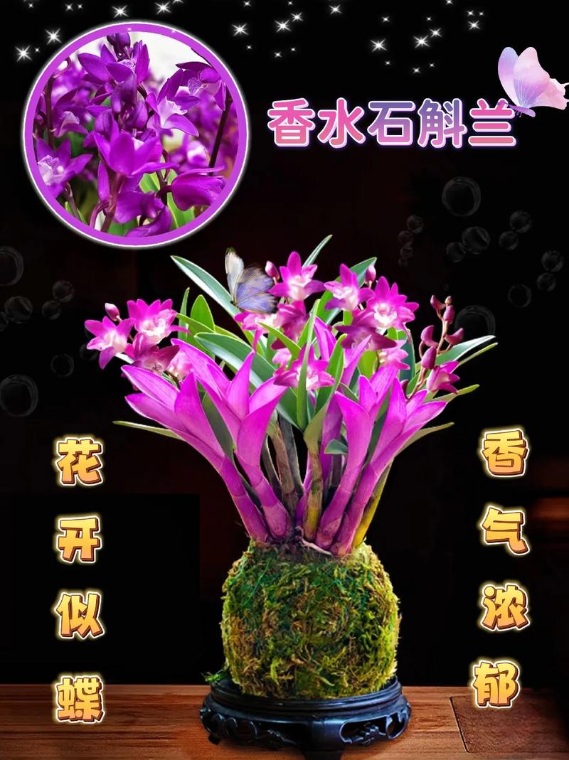 香水石斛兰怎么养?香水石斛兰怎么养视频?-第2张图片-优品飞百科 香水石斛兰怎么养?香水石斛兰怎么养视频?-第2张图片-优品飞百科