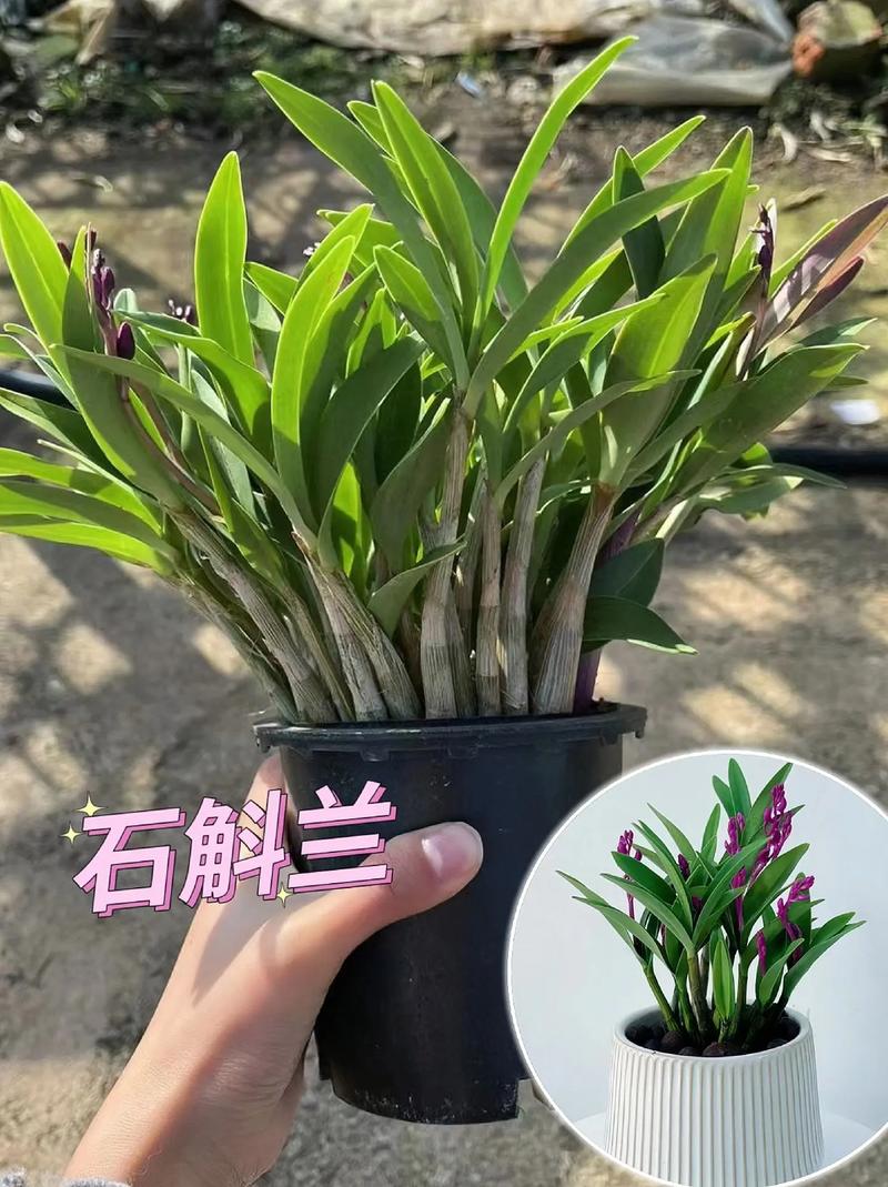 香水石斛兰怎么养？香水石斛兰怎么养视频？