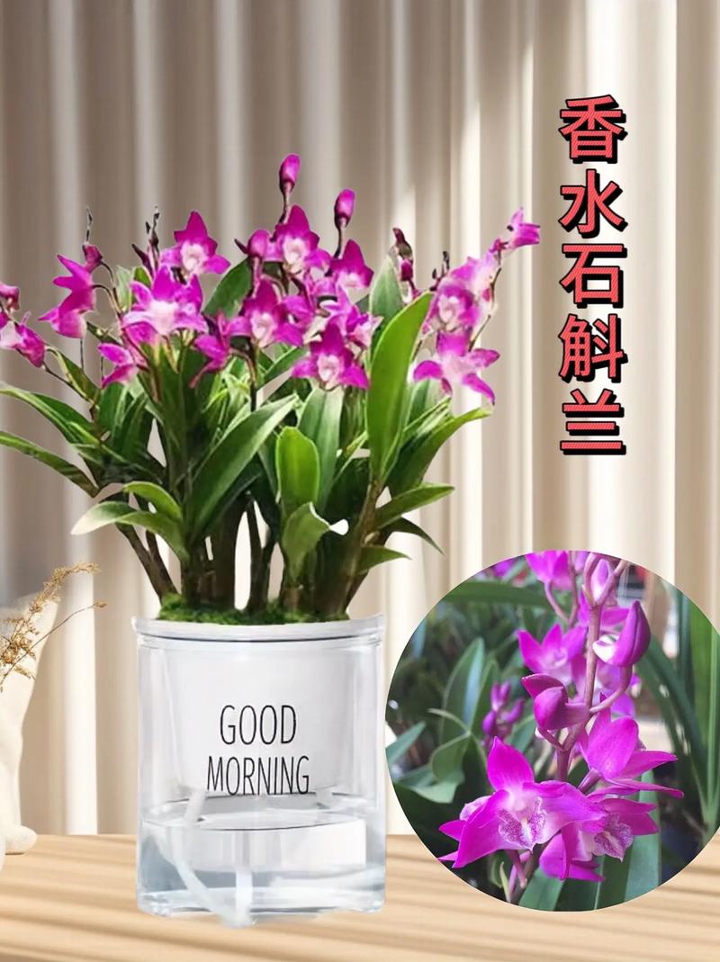 香水石斛兰怎么养?香水石斛兰怎么养视频?-第3张图片-优品飞百科 香水石斛兰怎么养?香水石斛兰怎么养视频?-第3张图片-优品飞百科