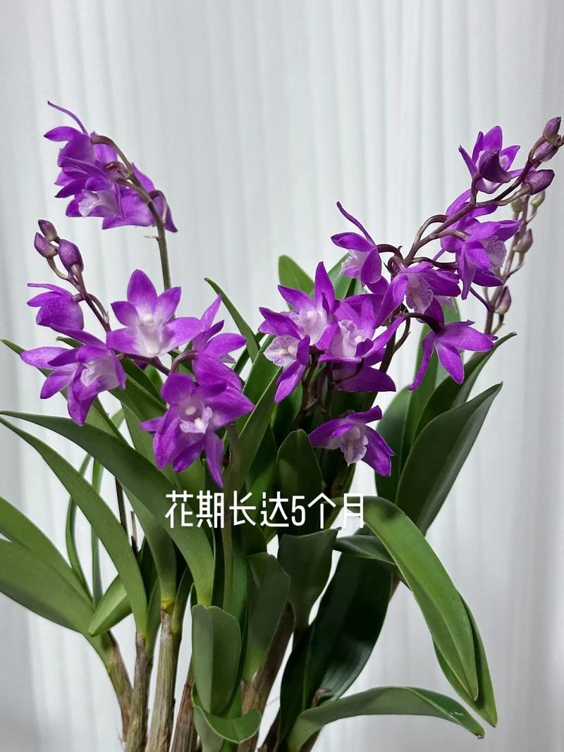 香水石斛兰怎么养?香水石斛兰怎么养视频?-第4张图片-优品飞百科 香水石斛兰怎么养?香水石斛兰怎么养视频?-第4张图片-优品飞百科