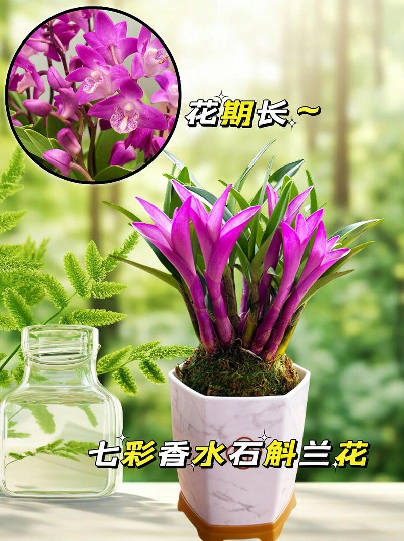 香水石斛兰怎么养?香水石斛兰怎么养视频?-第5张图片-优品飞百科 香水石斛兰怎么养?香水石斛兰怎么养视频?-第5张图片-优品飞百科