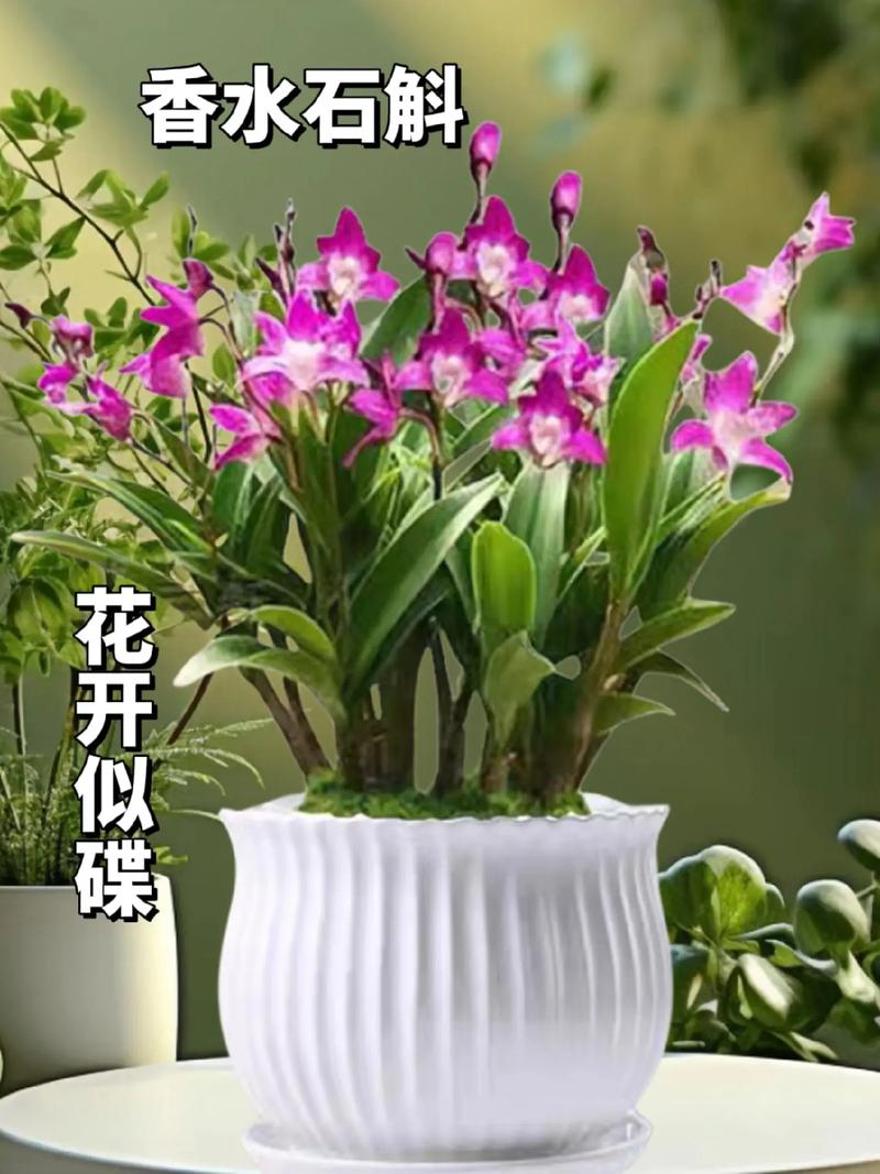 香水石斛兰怎么养?香水石斛兰怎么养视频?-第6张图片-优品飞百科 香水石斛兰怎么养?香水石斛兰怎么养视频?-第6张图片-优品飞百科