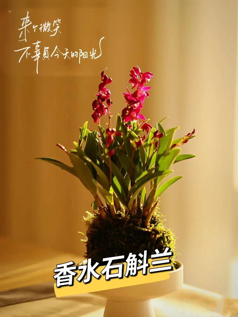 香水石斛兰怎么养?香水石斛兰怎么养视频?-第7张图片-优品飞百科 香水石斛兰怎么养?香水石斛兰怎么养视频?-第7张图片-优品飞百科