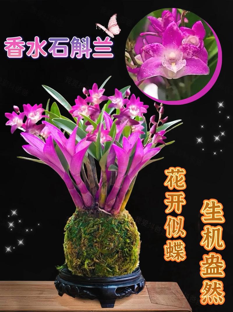 香水石斛兰怎么养?香水石斛兰怎么养视频?-第8张图片-优品飞百科 香水石斛兰怎么养?香水石斛兰怎么养视频?-第8张图片-优品飞百科