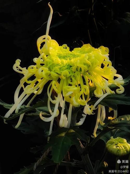 如何养菊花又矮又壮？菊花过冬的正确方法？-第2张图片-优品飞百科