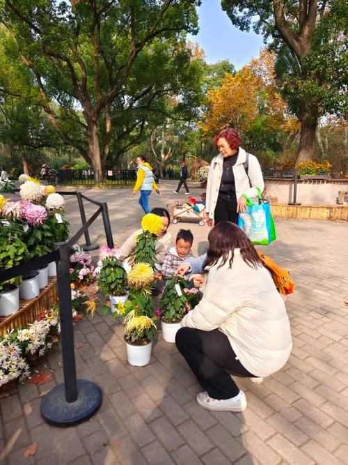 如何养菊花又矮又壮？菊花过冬的正确方法？-第3张图片-优品飞百科