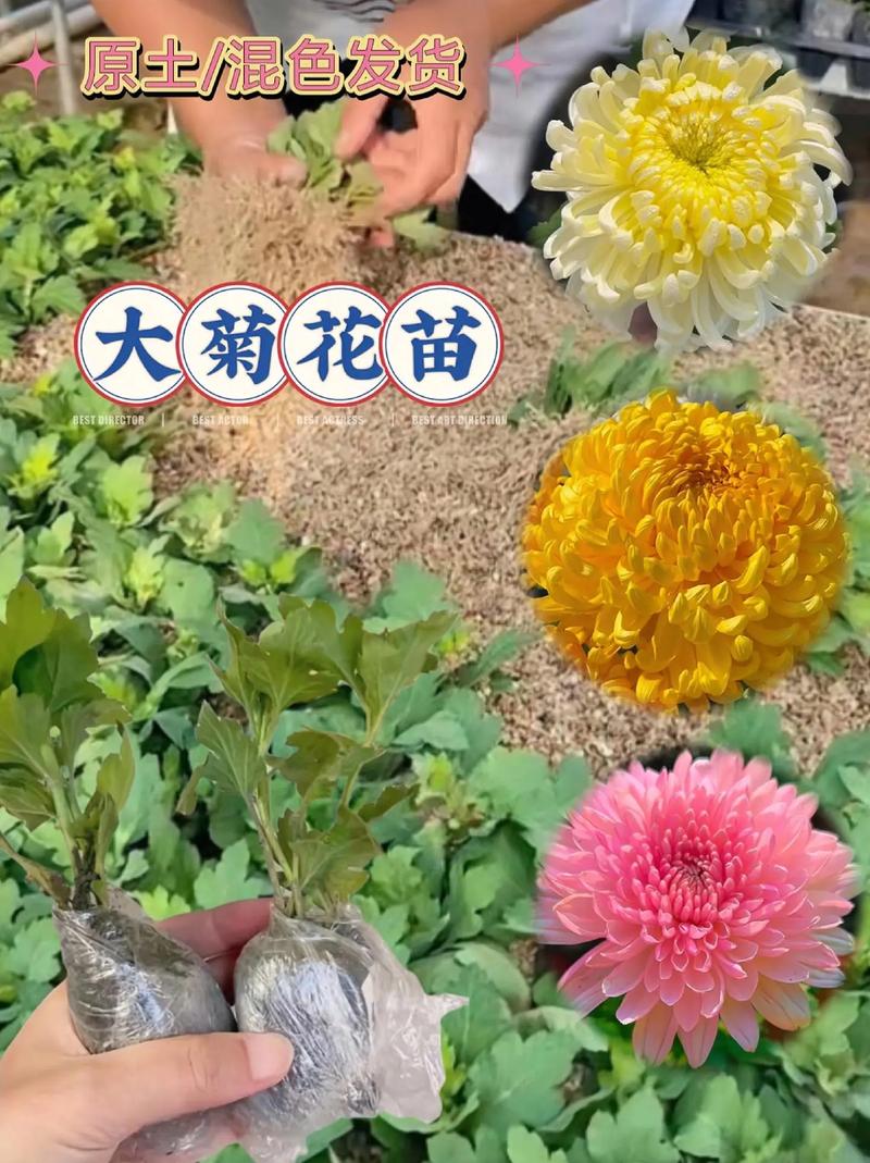 如何养菊花又矮又壮？菊花过冬的正确方法？-第4张图片-优品飞百科