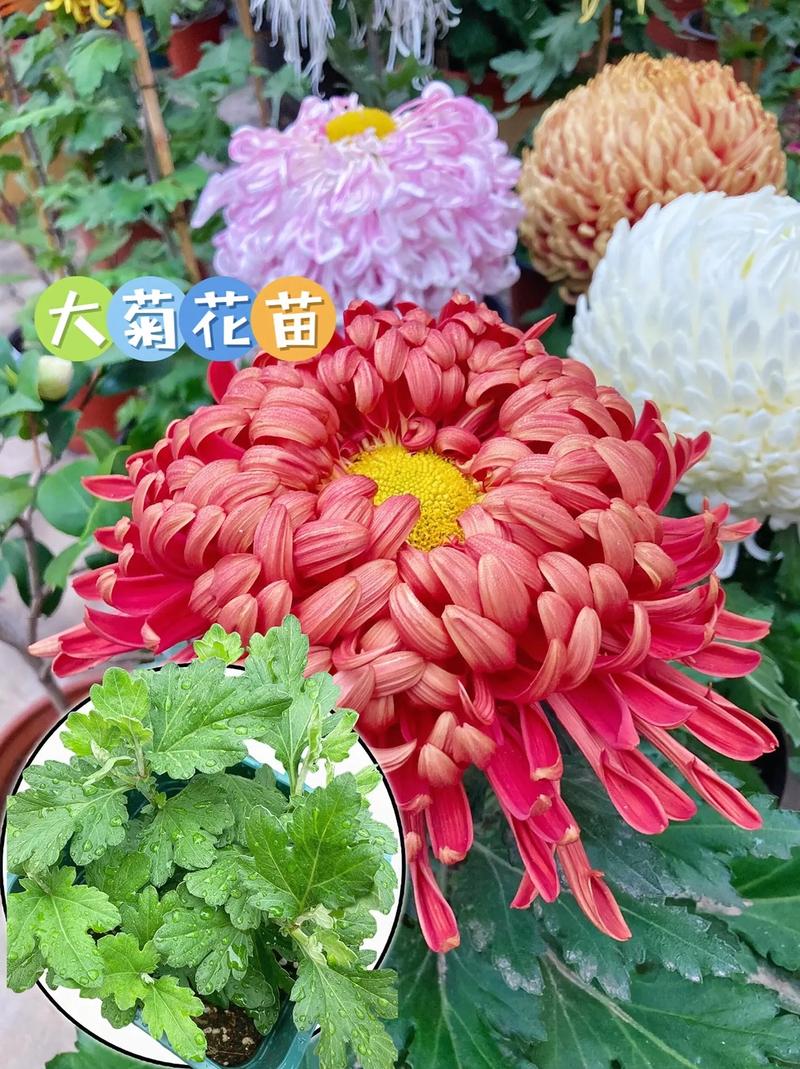 如何养菊花又矮又壮？菊花过冬的正确方法？-第5张图片-优品飞百科