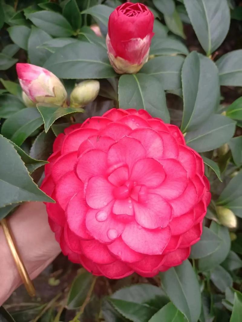 茶花秋天怎么养，茶花立秋后怎么养护?？