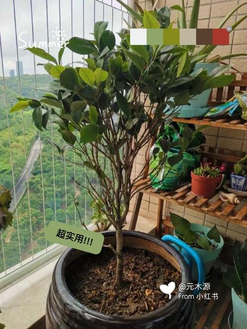 茶花秋天怎么养,茶花立秋后怎么养护??-第2张图片-优品飞百科 茶花秋天怎么养,茶花立秋后怎么养护??-第2张图片-优品飞百科