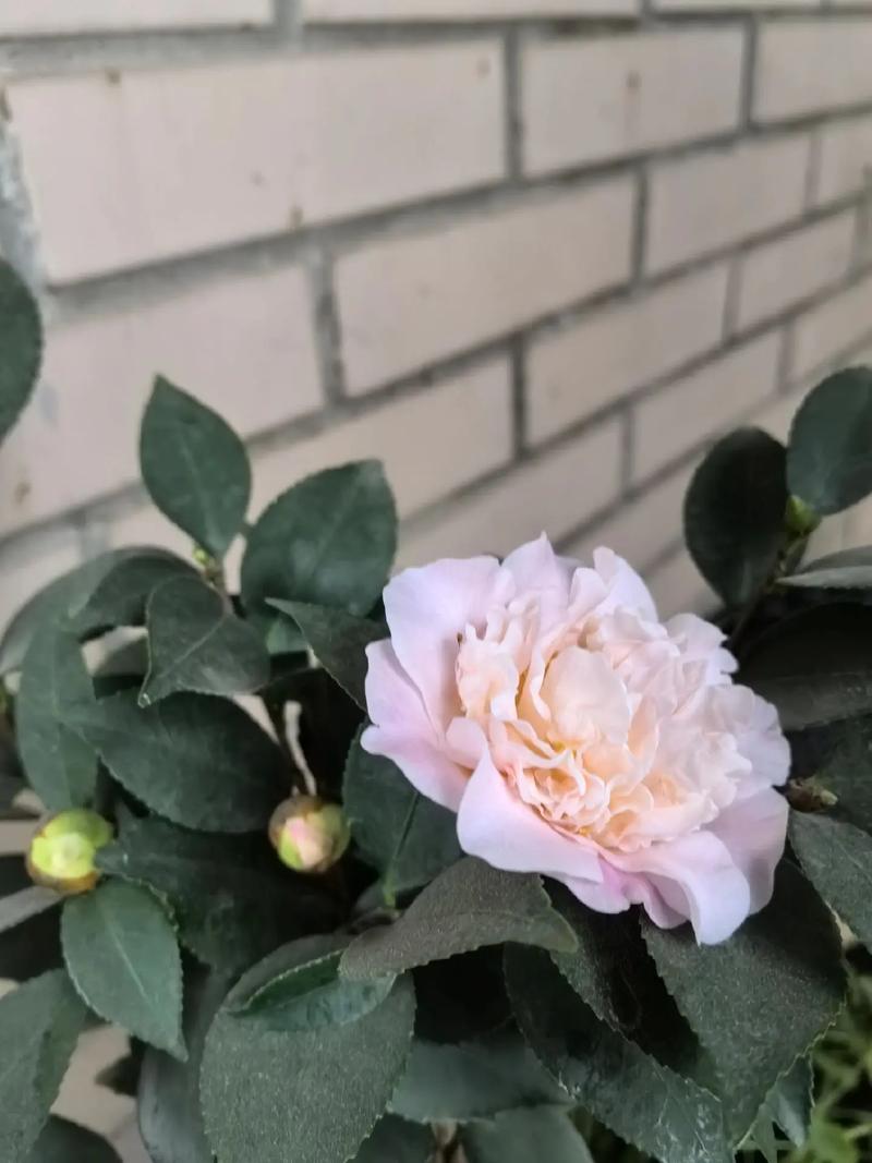 茶花秋天怎么养,茶花立秋后怎么养护??-第3张图片-优品飞百科 茶花秋天怎么养,茶花立秋后怎么养护??-第3张图片-优品飞百科