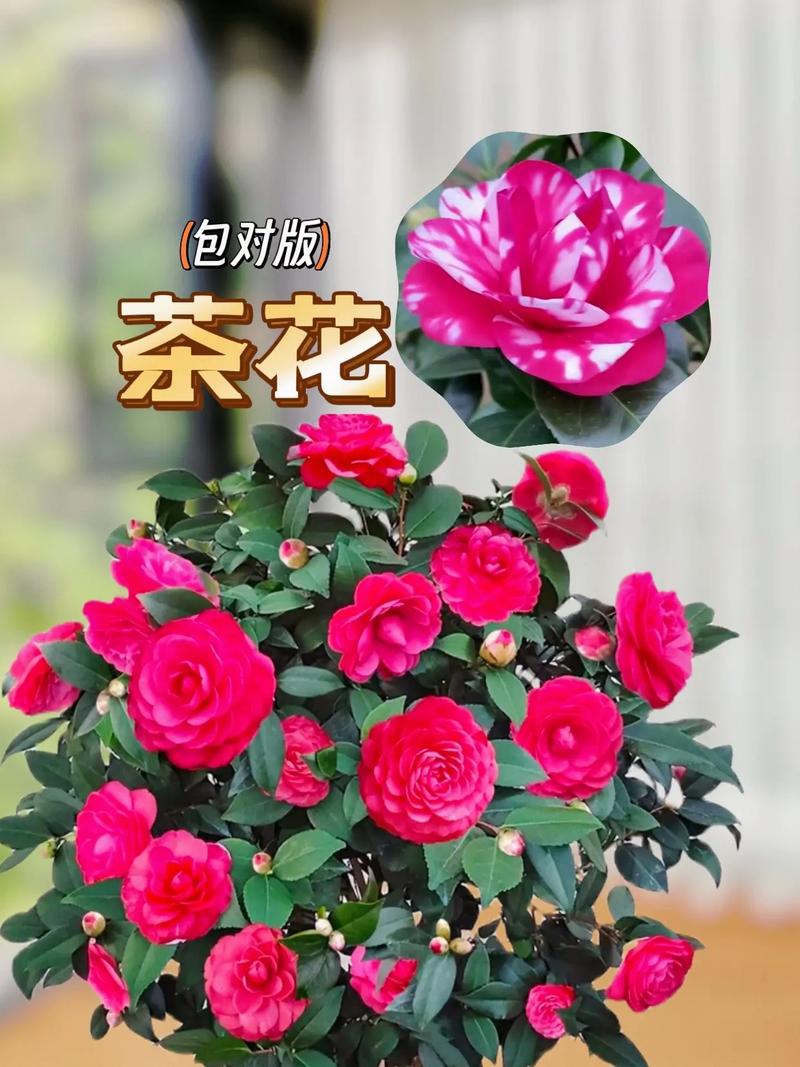 茶花秋天怎么养,茶花立秋后怎么养护??-第4张图片-优品飞百科 茶花秋天怎么养,茶花立秋后怎么养护??-第4张图片-优品飞百科