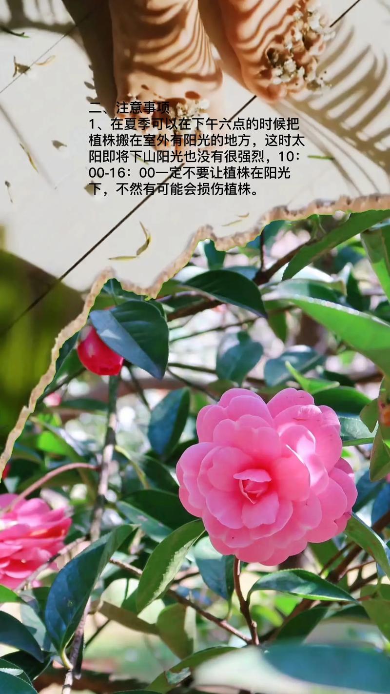 茶花秋天怎么养,茶花立秋后怎么养护??-第5张图片-优品飞百科 茶花秋天怎么养,茶花立秋后怎么养护??-第5张图片-优品飞百科