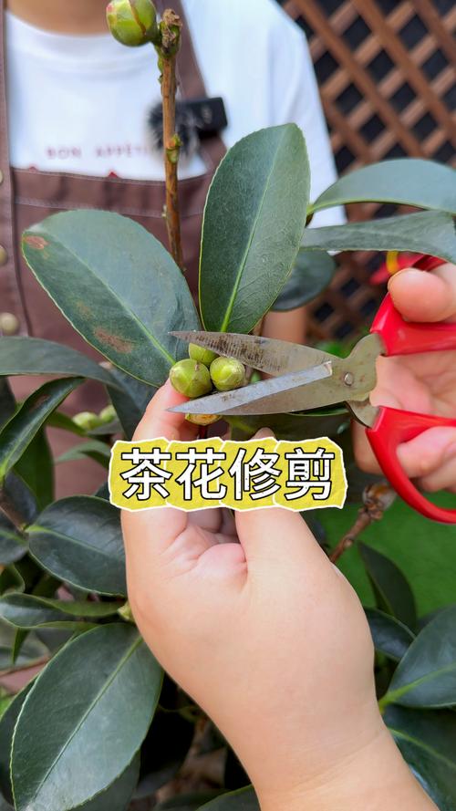 茶花秋天怎么养,茶花立秋后怎么养护??-第6张图片-优品飞百科 茶花秋天怎么养,茶花立秋后怎么养护??-第6张图片-优品飞百科