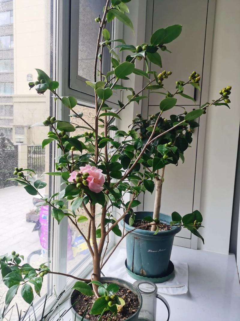 茶花秋天怎么养,茶花立秋后怎么养护??-第7张图片-优品飞百科 茶花秋天怎么养,茶花立秋后怎么养护??-第7张图片-优品飞百科