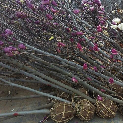 广玉兰树的种植方法？广玉兰树栽培技术？