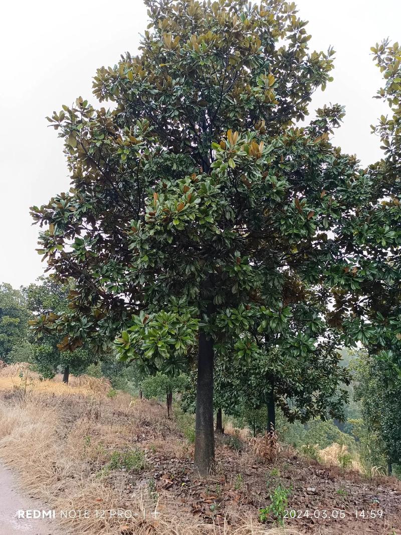 广玉兰树的种植方法？广玉兰树栽培技术？-第2张图片-优品飞百科