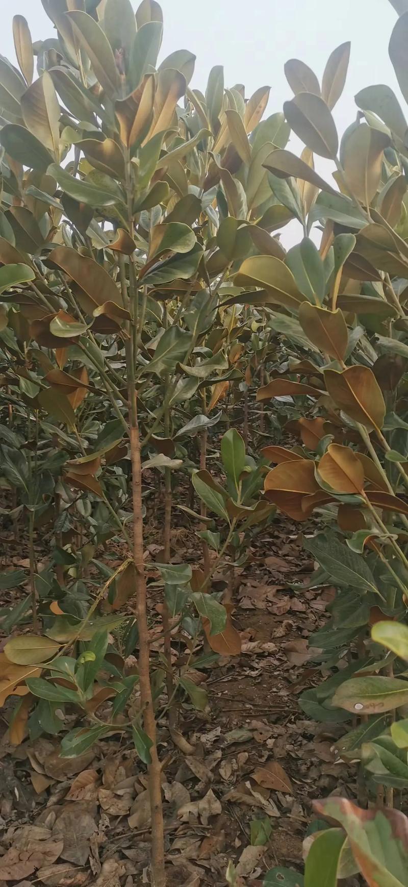 广玉兰树的种植方法？广玉兰树栽培技术？-第3张图片-优品飞百科