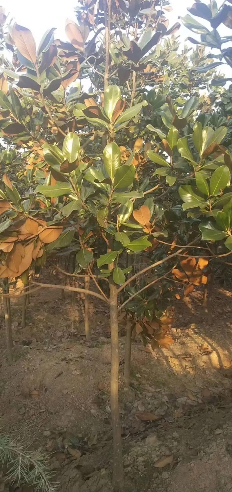 广玉兰树的种植方法？广玉兰树栽培技术？-第4张图片-优品飞百科