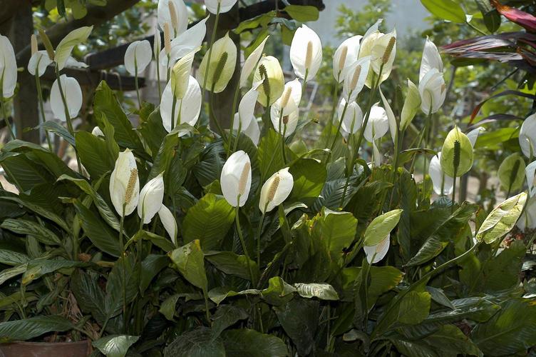 白鹤芋怎么繁殖？白鹤芋怎么繁殖多盆？