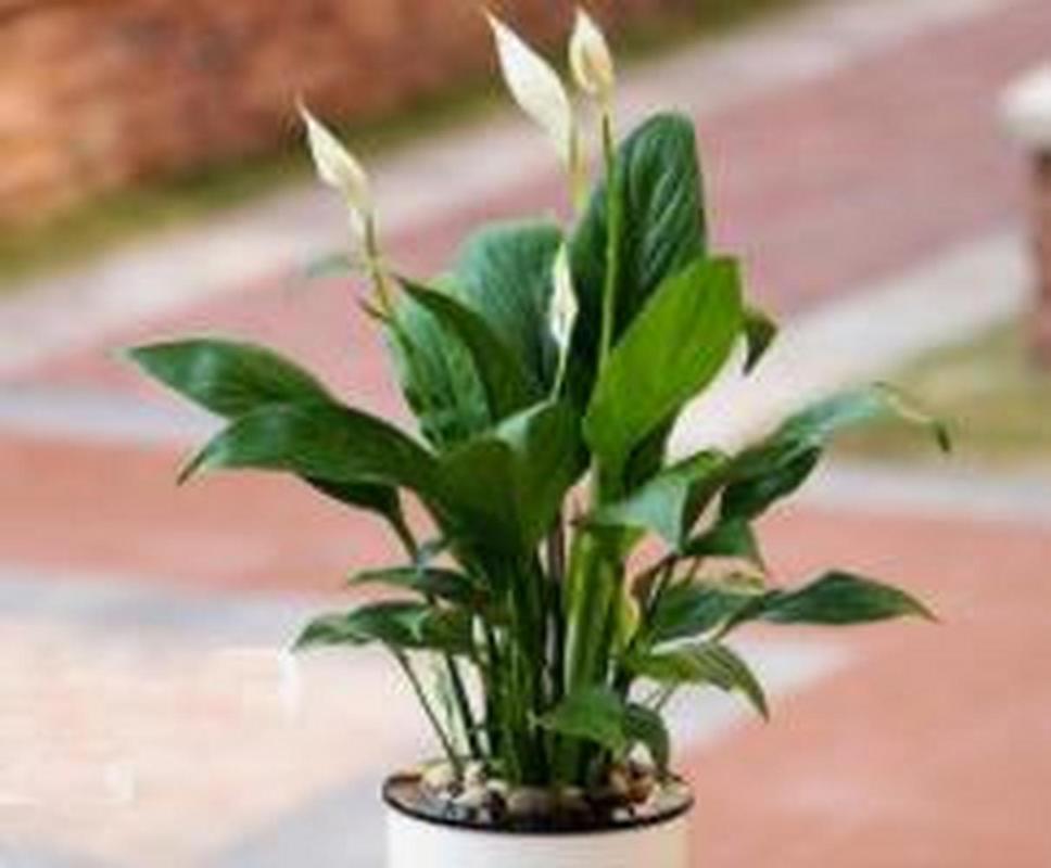 白鹤芋怎么繁殖?白鹤芋怎么繁殖多盆?-第2张图片-优品飞百科 白鹤芋怎么繁殖?白鹤芋怎么繁殖多盆?-第2张图片-优品飞百科