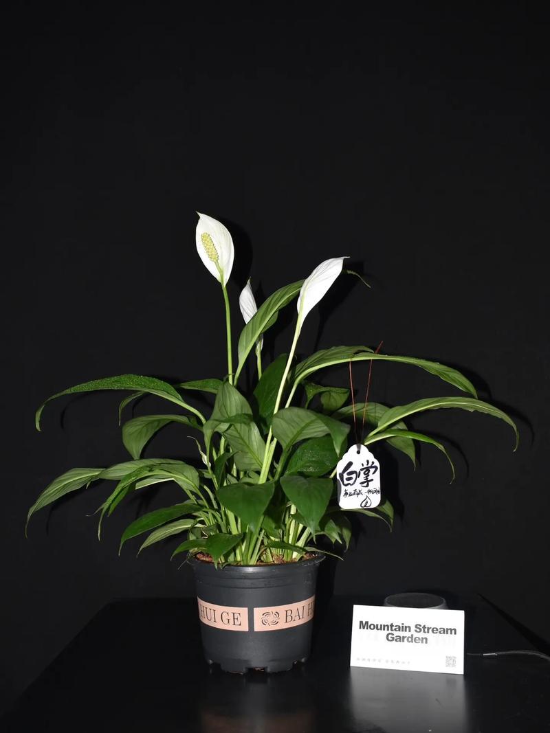 白鹤芋怎么繁殖?白鹤芋怎么繁殖多盆?-第4张图片-优品飞百科 白鹤芋怎么繁殖?白鹤芋怎么繁殖多盆?-第4张图片-优品飞百科