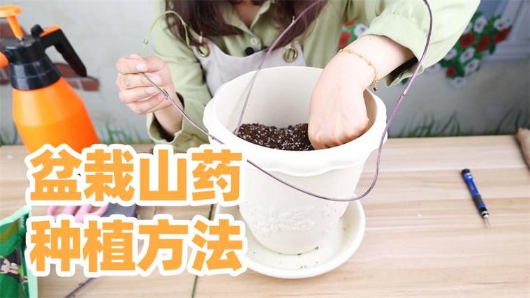 一节山药埋盆里，种山药埋多深-第2张图片-优品飞百科