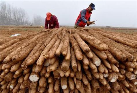 一节山药埋盆里，种山药埋多深